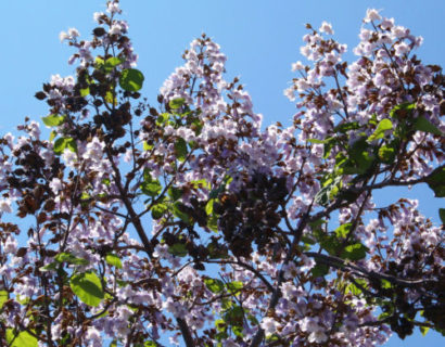 Paulownia tomentosa - Anna Paulowna boom