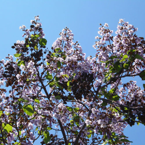 Paulownia tomentosa - Anna Paulowna boom