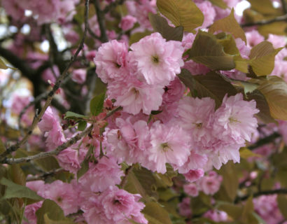 Prunus serrula meerstammig