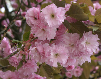 Prunus serrula meerstammig - Japanse sierkers