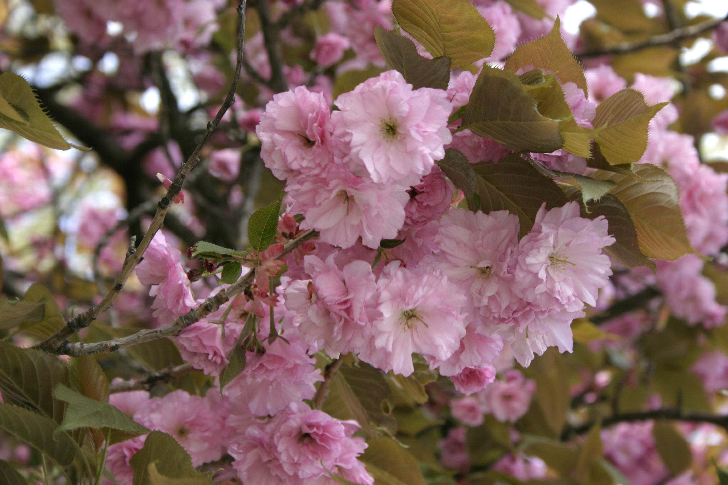 Prunus serrula meerstammig - Japanse sierkers