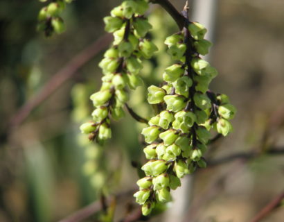 Stachyurus chinensis ‘Celina’ - Staartaar