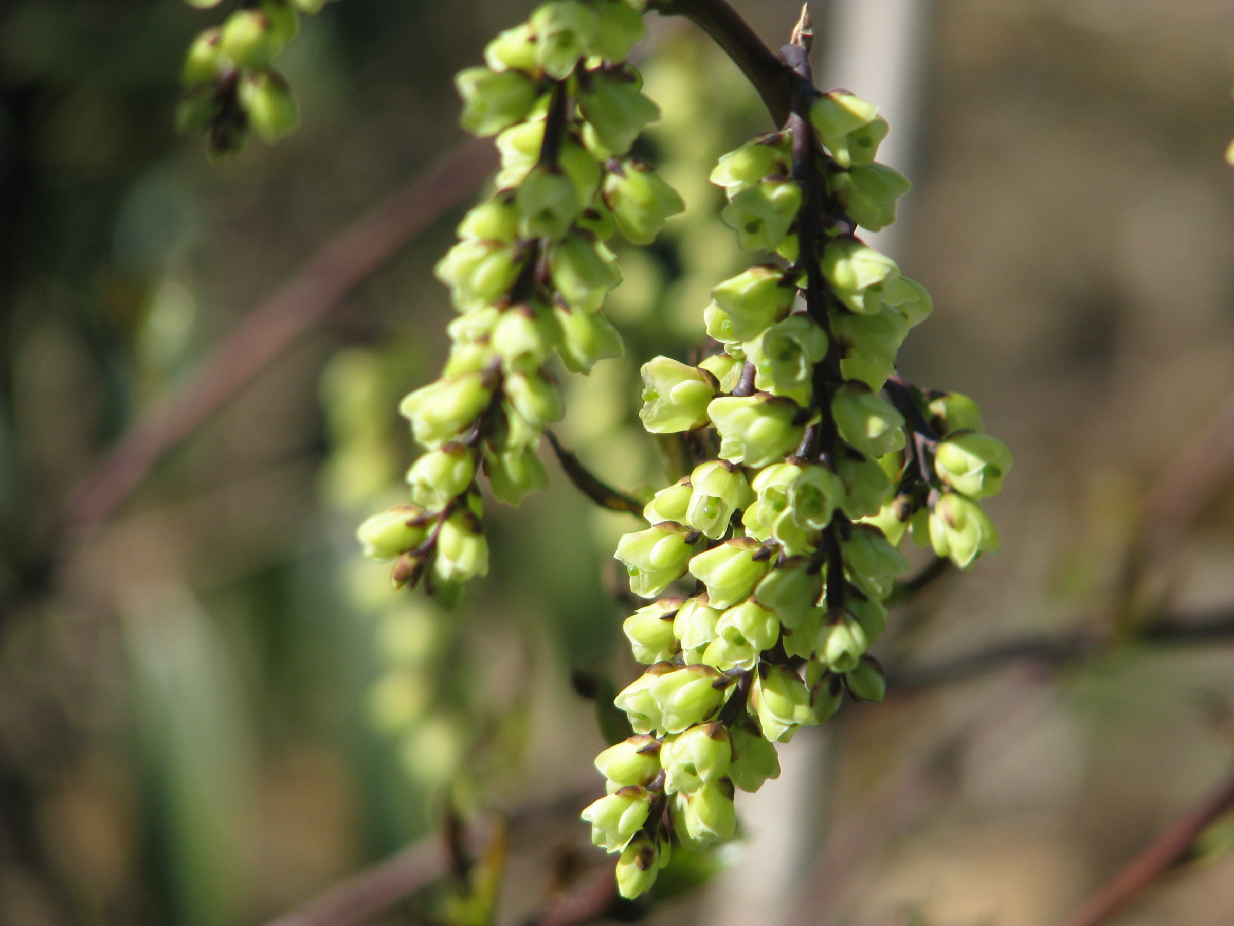 Stachyurus chinensis ‘Celina’ - Staartaar