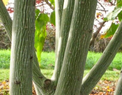 Acer davidii meerstammig - Streepjes-esdoorn