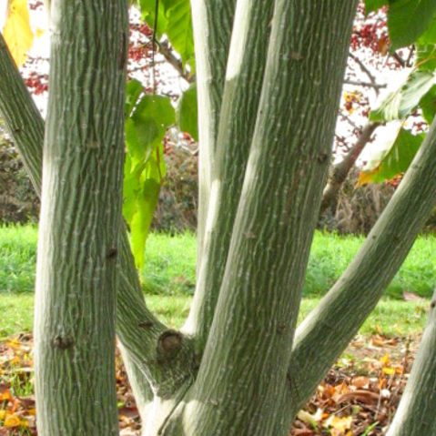 Acer davidii meerstammig - Streepjes-esdoorn