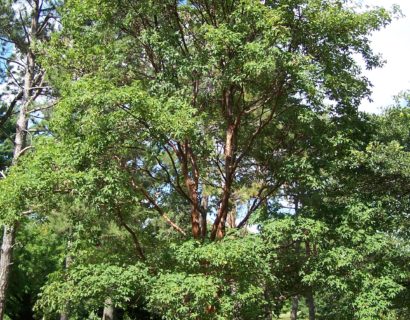 Acer griseum - Papieresdoorn