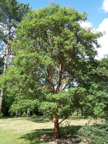 Acer griseum - Papieresdoorn