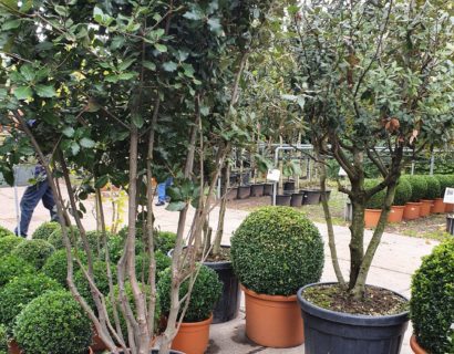 Quercus ilex meerstammig - Steeneik