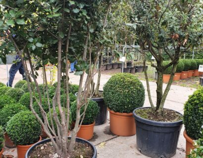 Quercus ilex pot meerstammig 175/200 cm - Steeneik