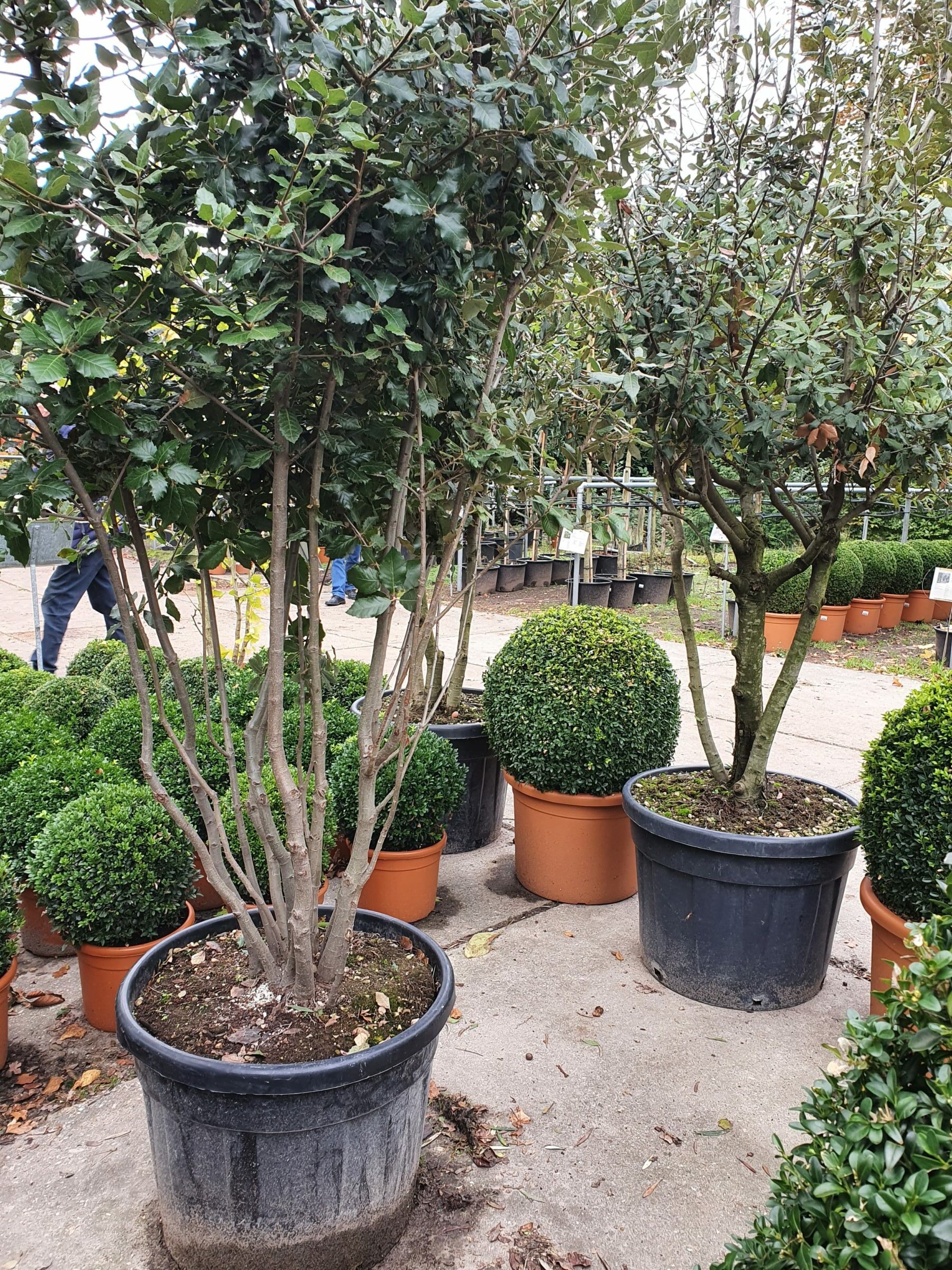 Quercus ilex pot meerstammig 175/200 cm