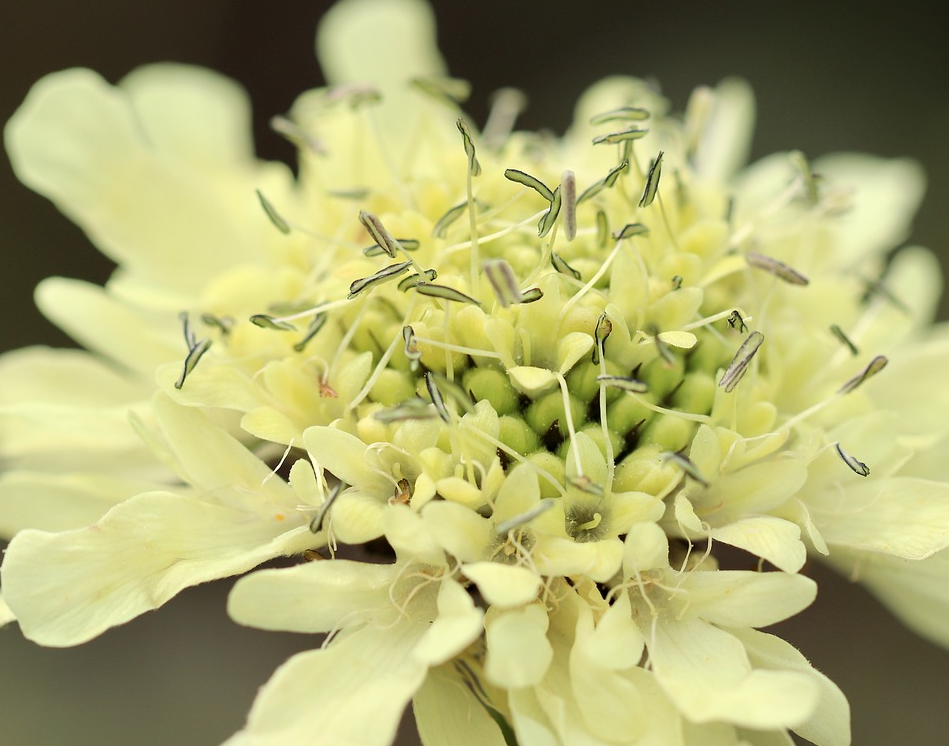 Cephalaria gigantea - Schoepkruid