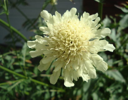 Cephalaria gigantea (grote pot) - Schoepkruid