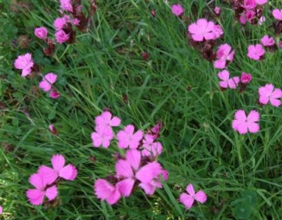 Dianthus carthusianorum (grote pot) - Karthuizeranjer