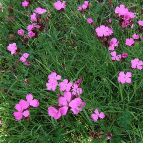 Dianthus carthusianorum (grote pot) - Karthuizeranjer
