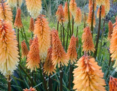 Kniphofia ‘Tawny King’ (grote pot) - Vuurpijl