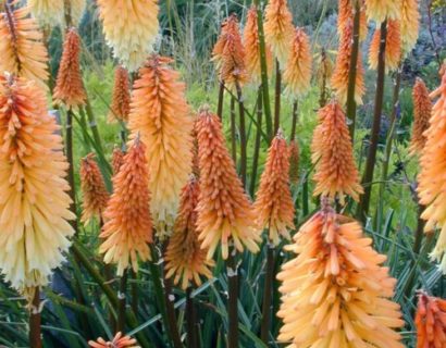 Kniphofia ‘Tawny King’ (grote pot) - Vuurpijl