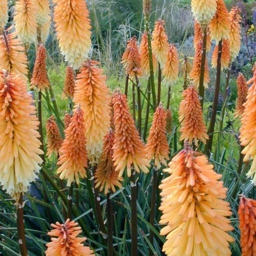 Kniphofia ‘Tawny King’ (grote pot) - Vuurpijl