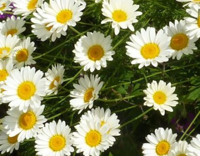 Anthemis hybrida ‘Sauce Hollandaise’ (grote pot) - Gele kamille