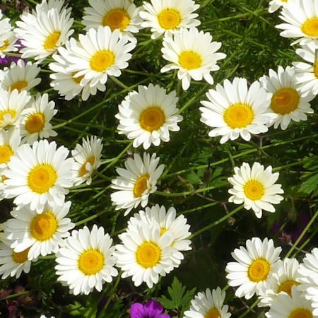 Anthemis hybrida ‘Sauce Hollandaise’ (grote pot) - Gele kamille