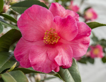 Camellia ret. ‘Crimson Candles’