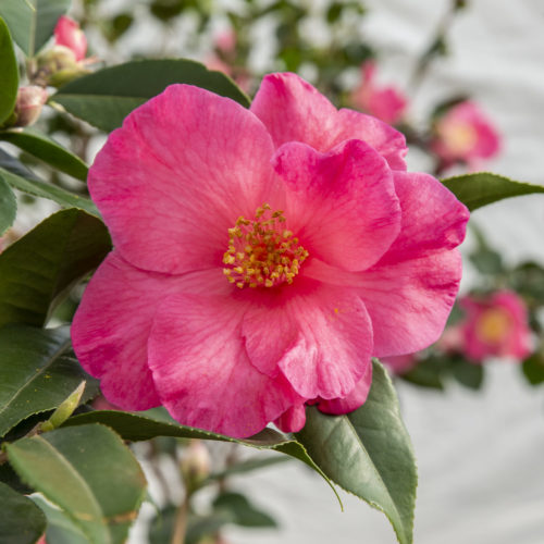 Camellia ret. ‘Crimson Candles’ - Camellia