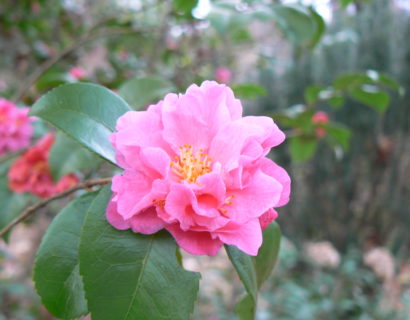 Camellia jap. ‘Fragrant Pink’ - Camellia