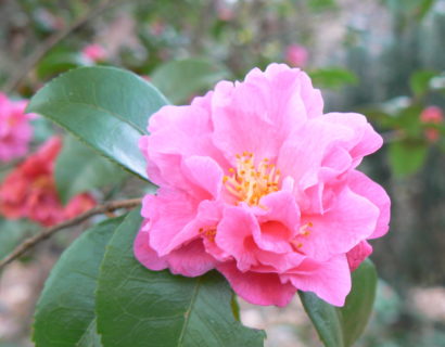 Camellia jap. ‘Fragrant Pink’ - Camellia