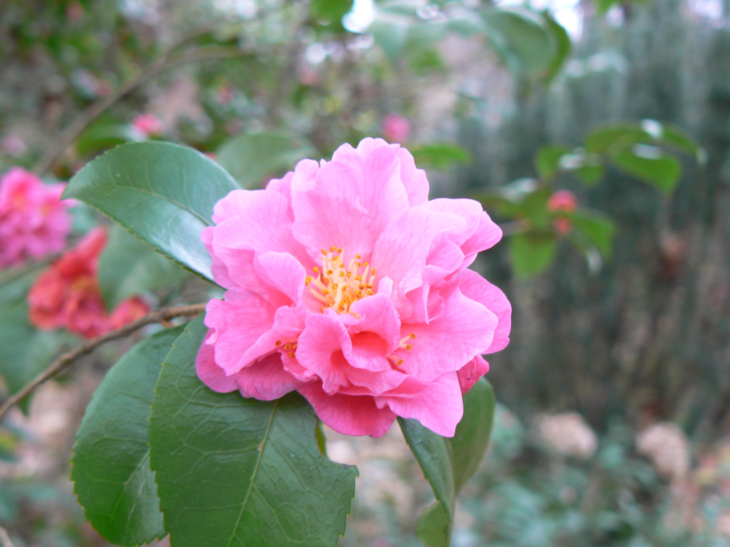 Camellia jap. ‘Fragrant Pink’ - Camellia