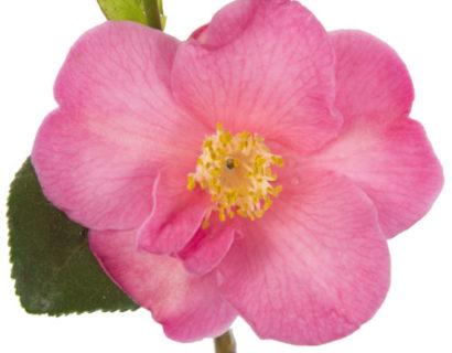 Camellia jap. ‘Winter Perfume Pink’