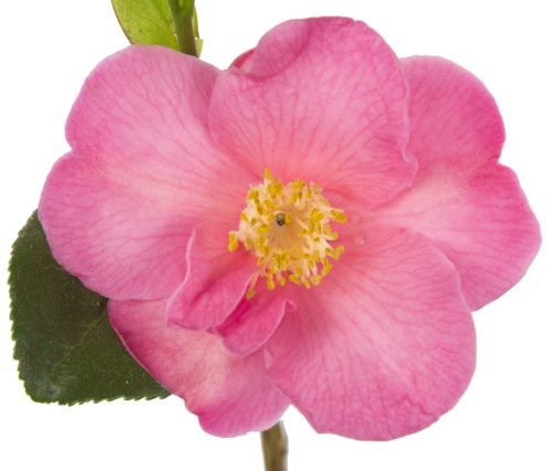 Camellia jap. ‘Winter Perfume Pink’ - Camellia