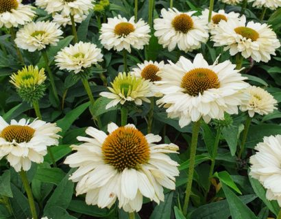Echinacea ‘Sunseekers White’ (grote pot) - Zonnehoed