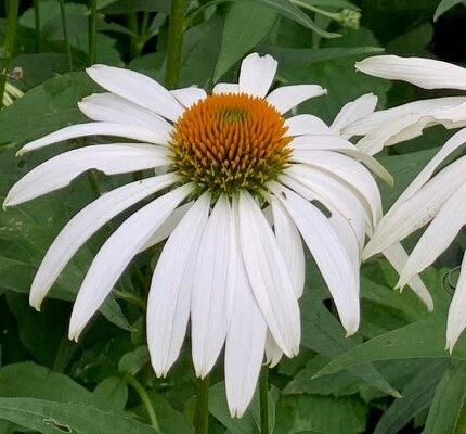 Echinacea ‘Sunseekers White’ (grote pot) - Zonnehoed