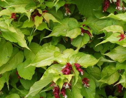 Leycesteria formosa ‘Golden Lanterns’ - Fazantenbes, caramelbes