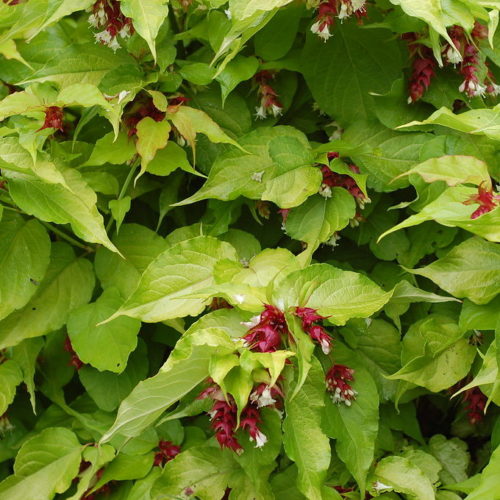 Leycesteria formosa ‘Golden Lanterns’ - Fazantenbes, caramelbes