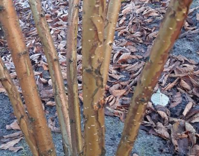 Prunus maackii ‘Amber Beauty’ meerstammig - Sierkers