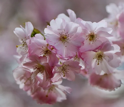 Prunus serrulata ‘Fugenzo’ meerstammig - Japanse sierkers