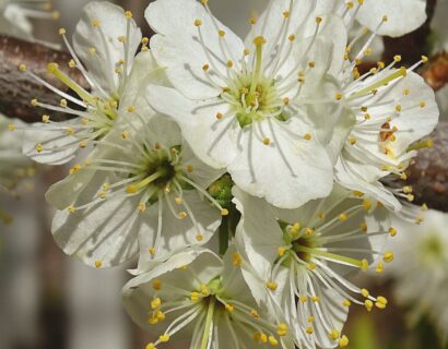 Prunus maackii ‘Amber Beauty’ meerstammig - Sierkers