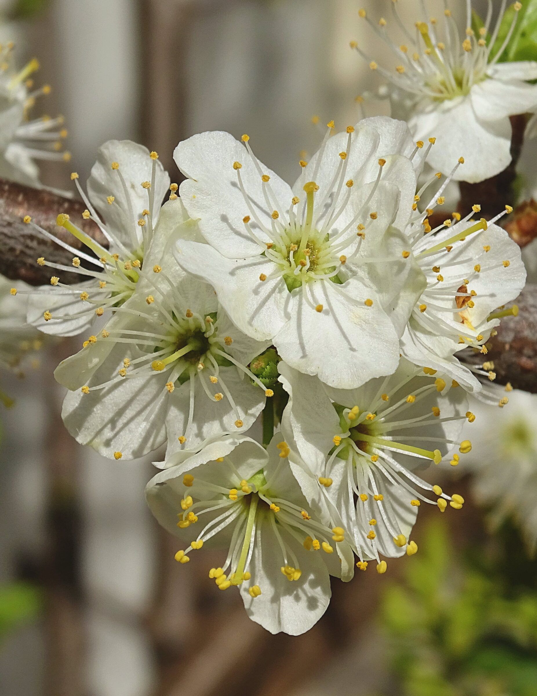 Prunus maackii ‘Amber Beauty’ meerstammig - Sierkers