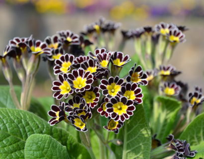 Primula elatior ‘Mister Silver Laced’ (grote pot) - Slanke sleutelbloem