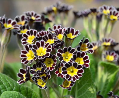 Primula elatior ‘Mister Silver Laced’ (grote pot) - Slanke sleutelbloem