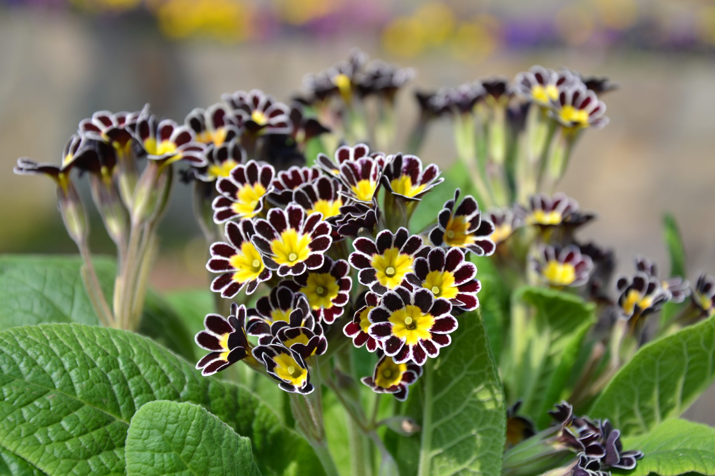 Primula elatior ‘Mister Silver Laced’ (grote pot) - Slanke sleutelbloem