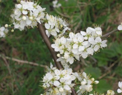 Prunus spinosa - Sleedoorn