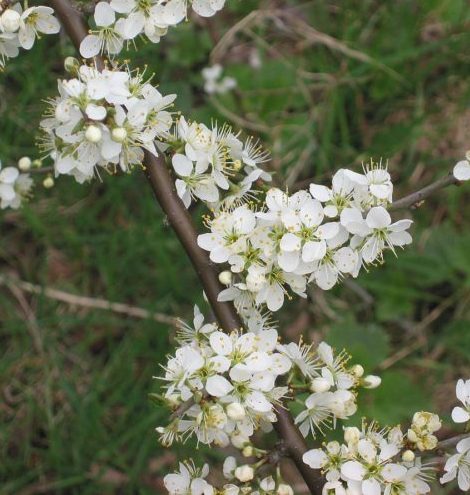 Prunus spinosa - Sleedoorn