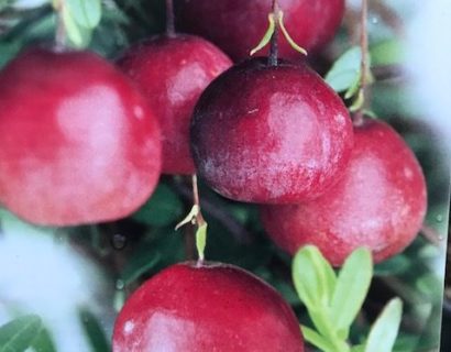 Vaccinium macrocarpon ‘Cranberry’ - Cranberry, veenbes