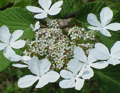 Viburnum furcatum - Sneeuwbal