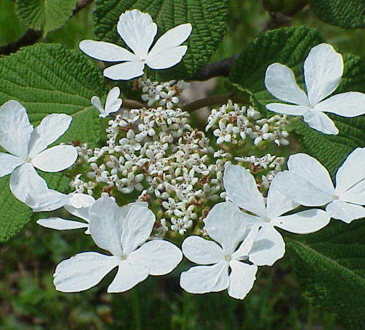 Viburnum furcatum - Sneeuwbal