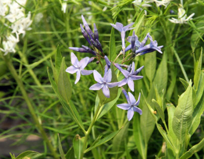 Amsonia ‘Blue Ice’ (grote pot) - Stermaagdenpalm, blauwe ster