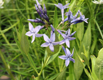 Amsonia ‘Blue Ice’ (grote pot) - Stermaagdenpalm, blauwe ster