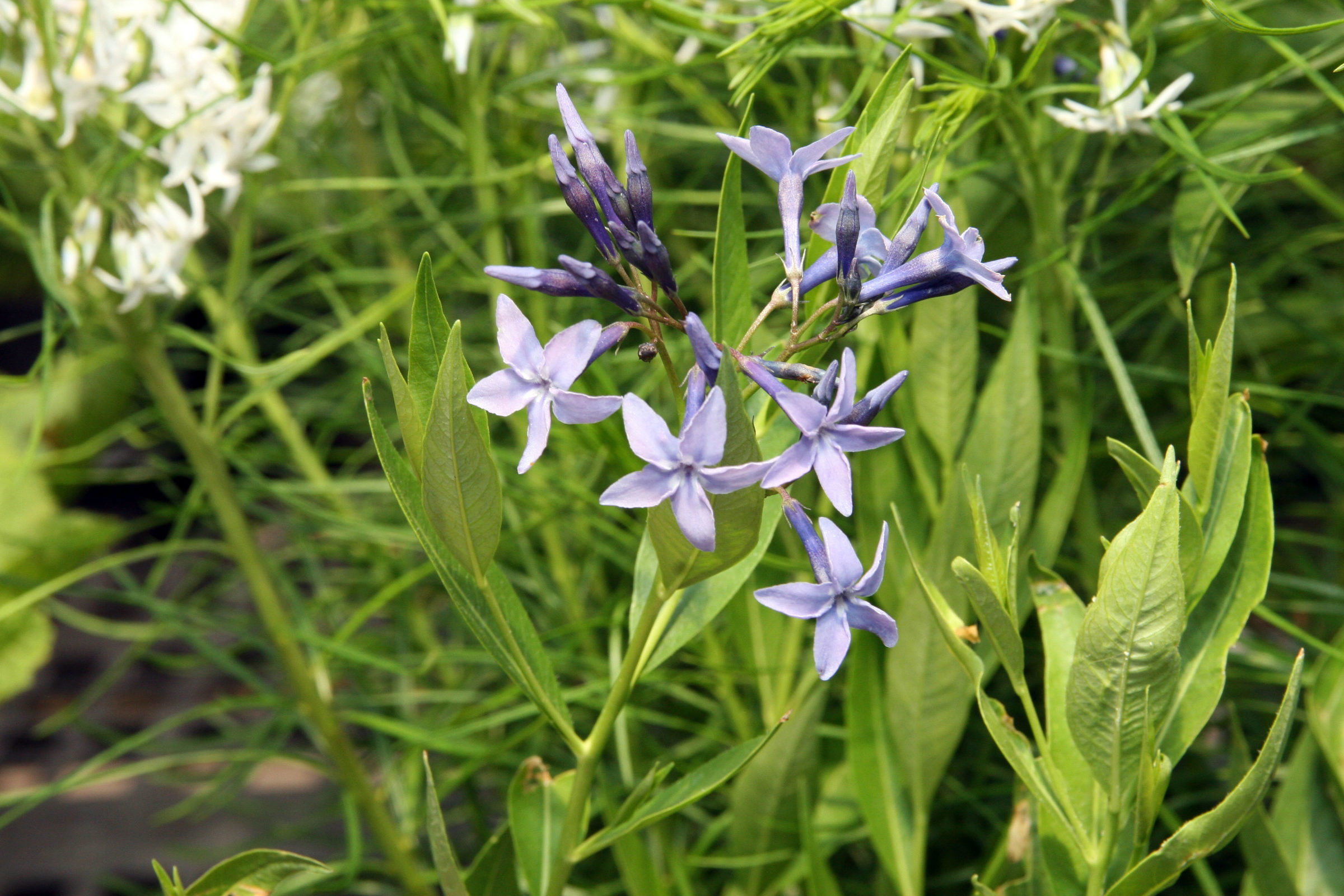 Amsonia ‘Blue Ice’ (grote pot) - Stermaagdenpalm, blauwe ster