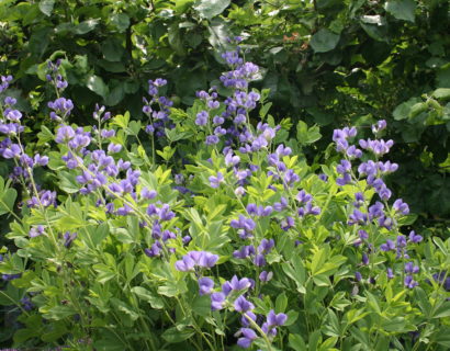 Baptisia australis (grote pot) - Valse lupine
